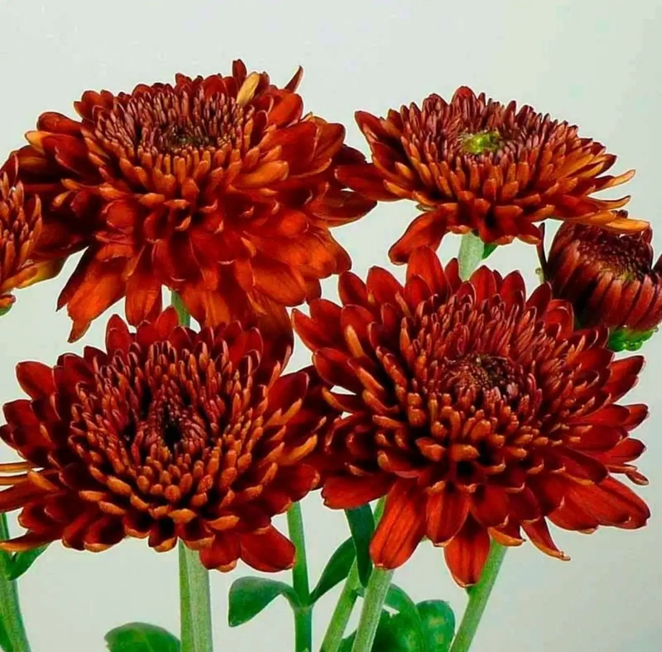 №242. Lillian Hoek Red