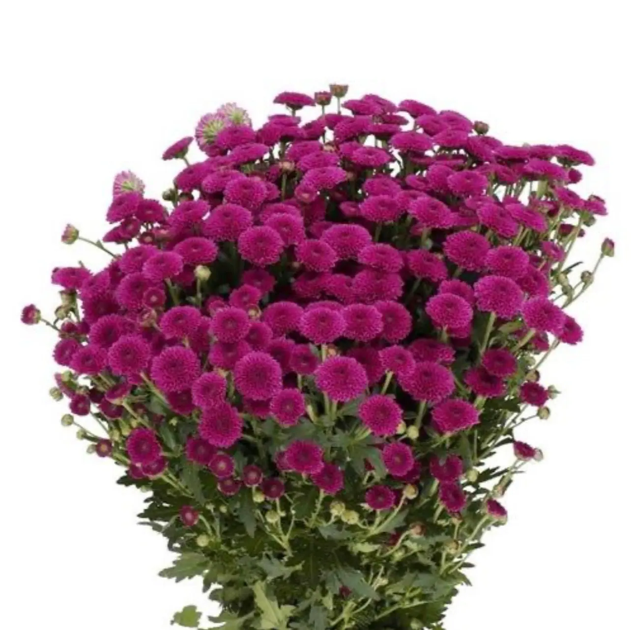№220. Santini Calimero Purple