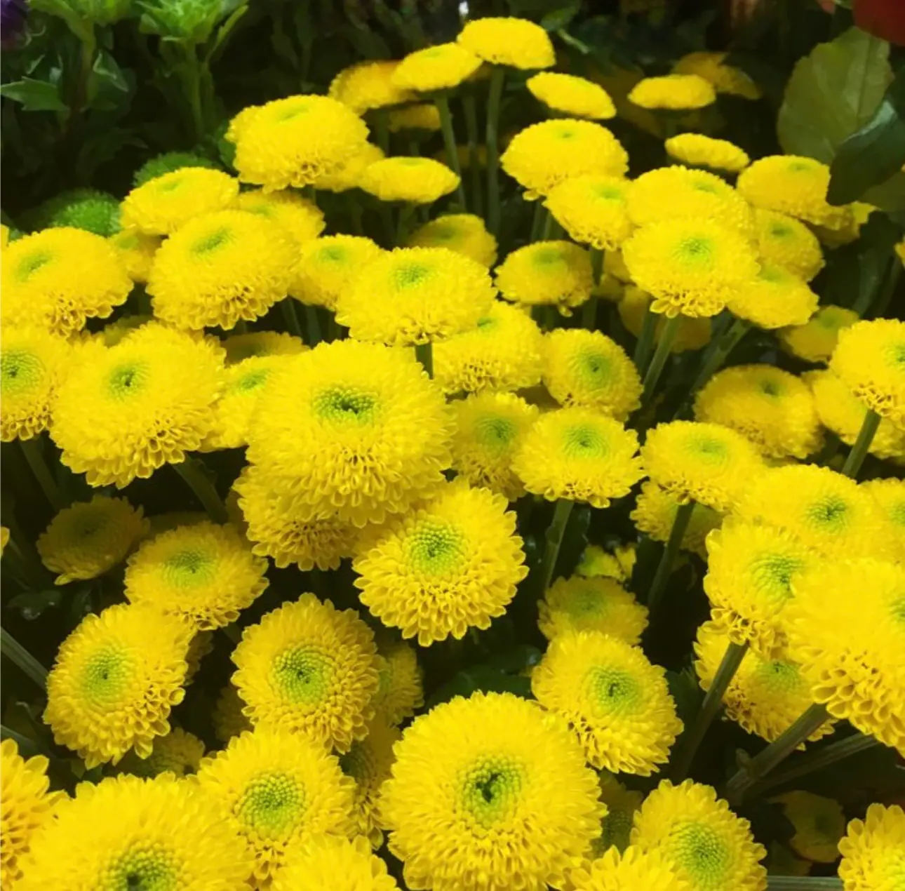 №223. Santini Calimero Golden Yellow