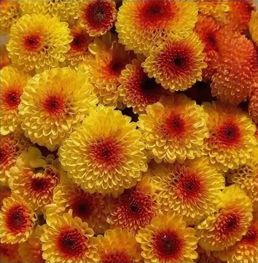 №224. Santini Calimero Orange