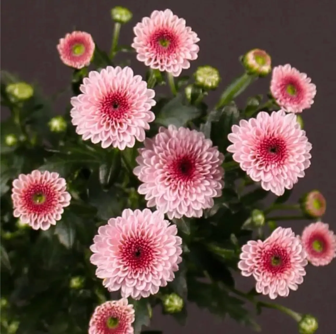 №221. Santini Calimero Pink