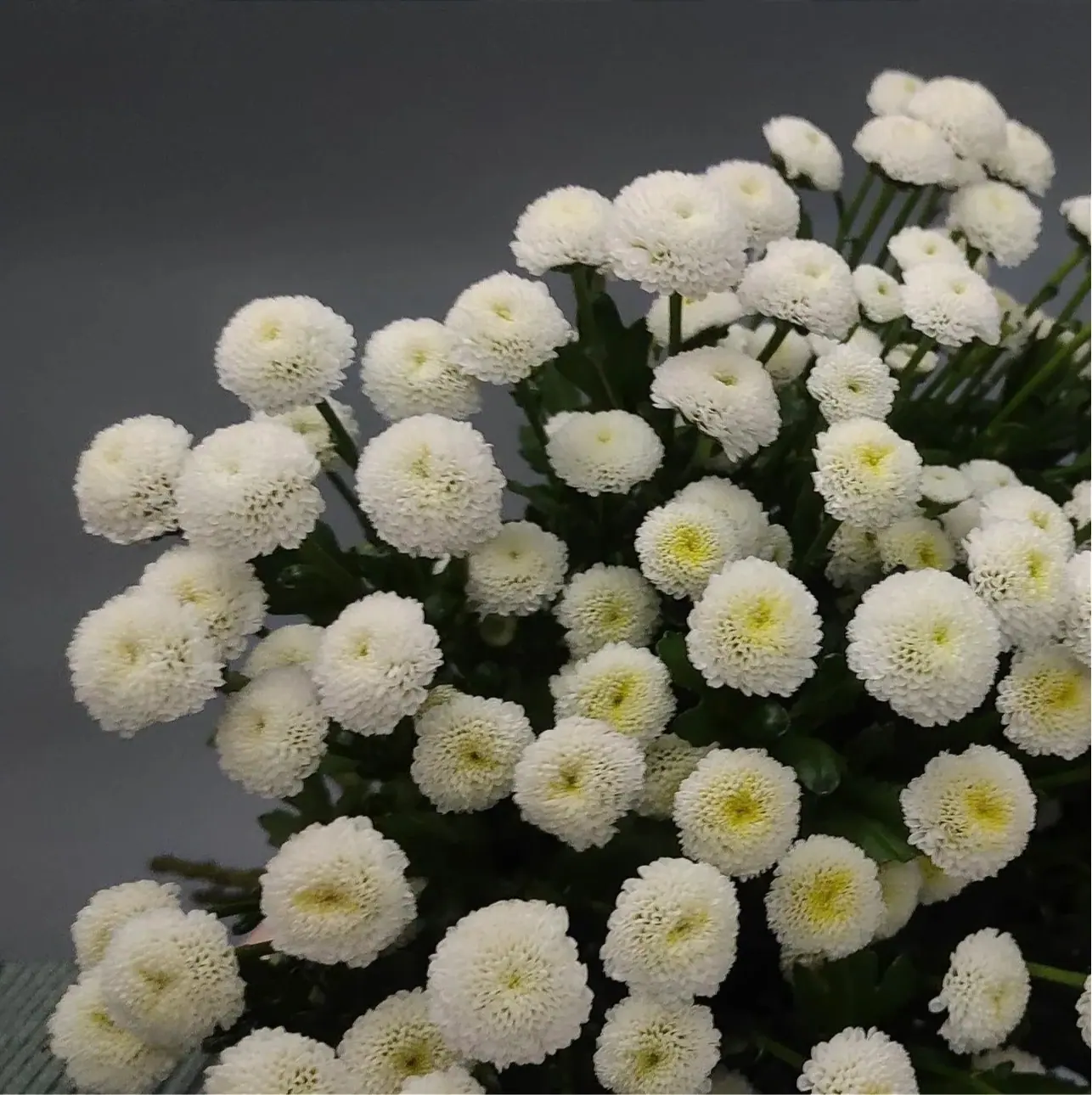 №225. Santini Calimero Snow