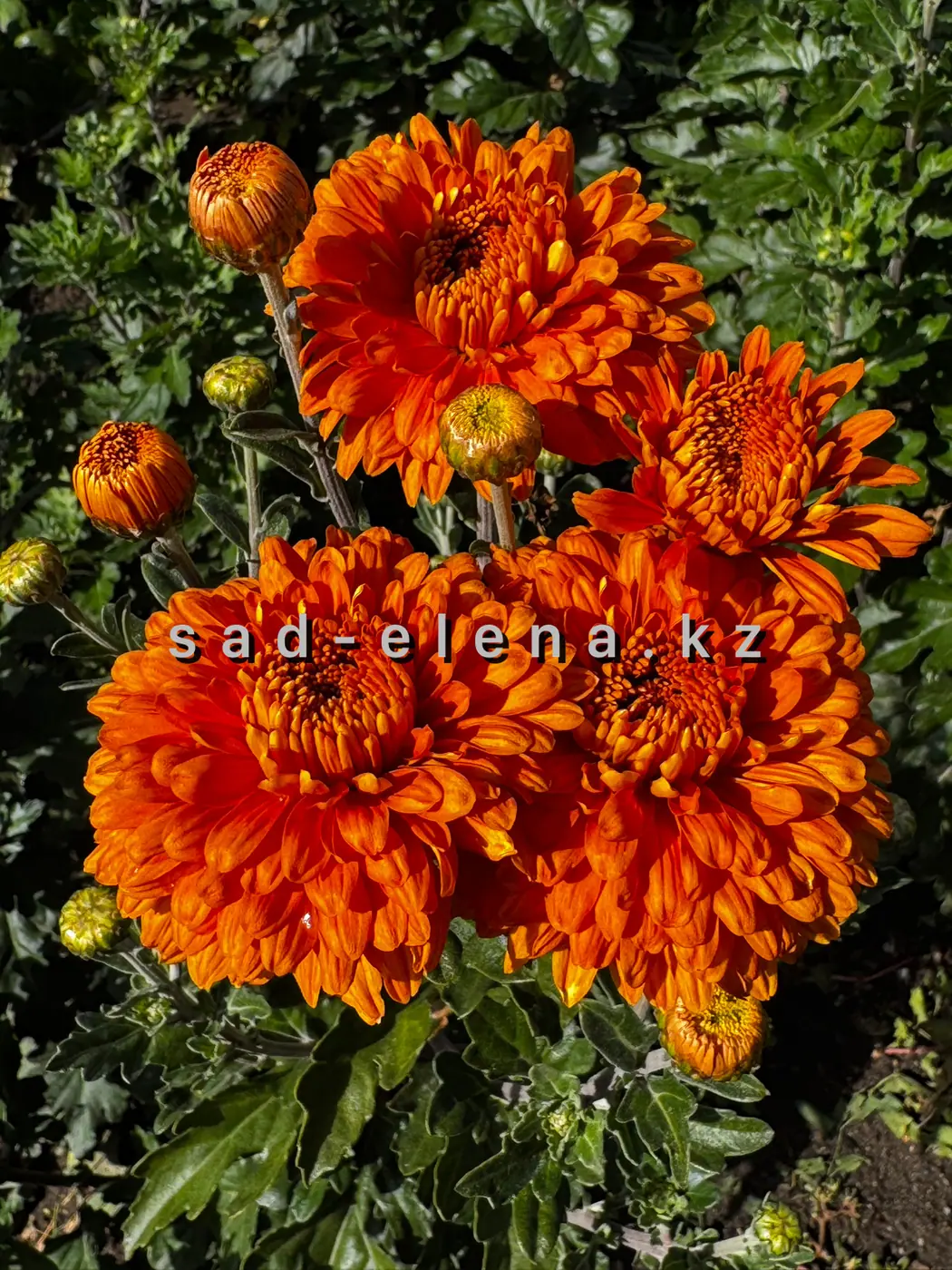 №209. Victoria Orange
