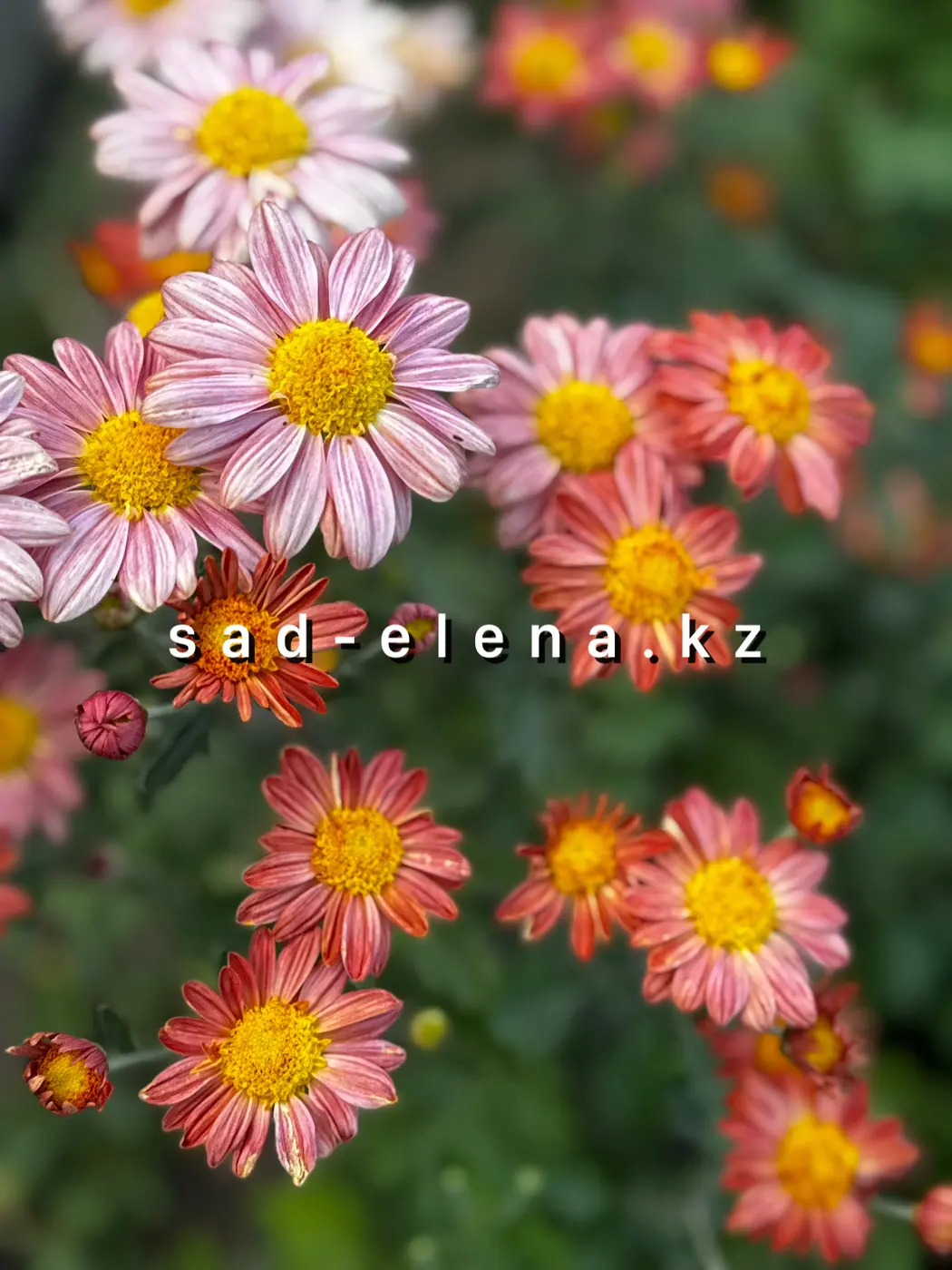 №5.