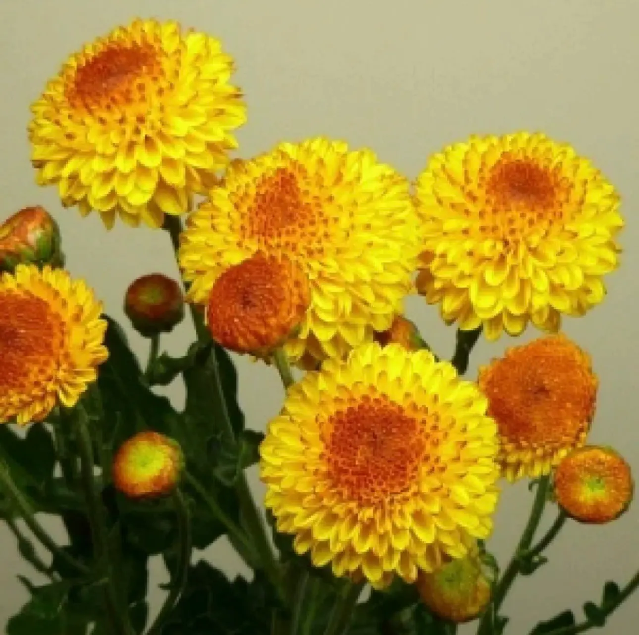 №245. Bright Eye Yellow
