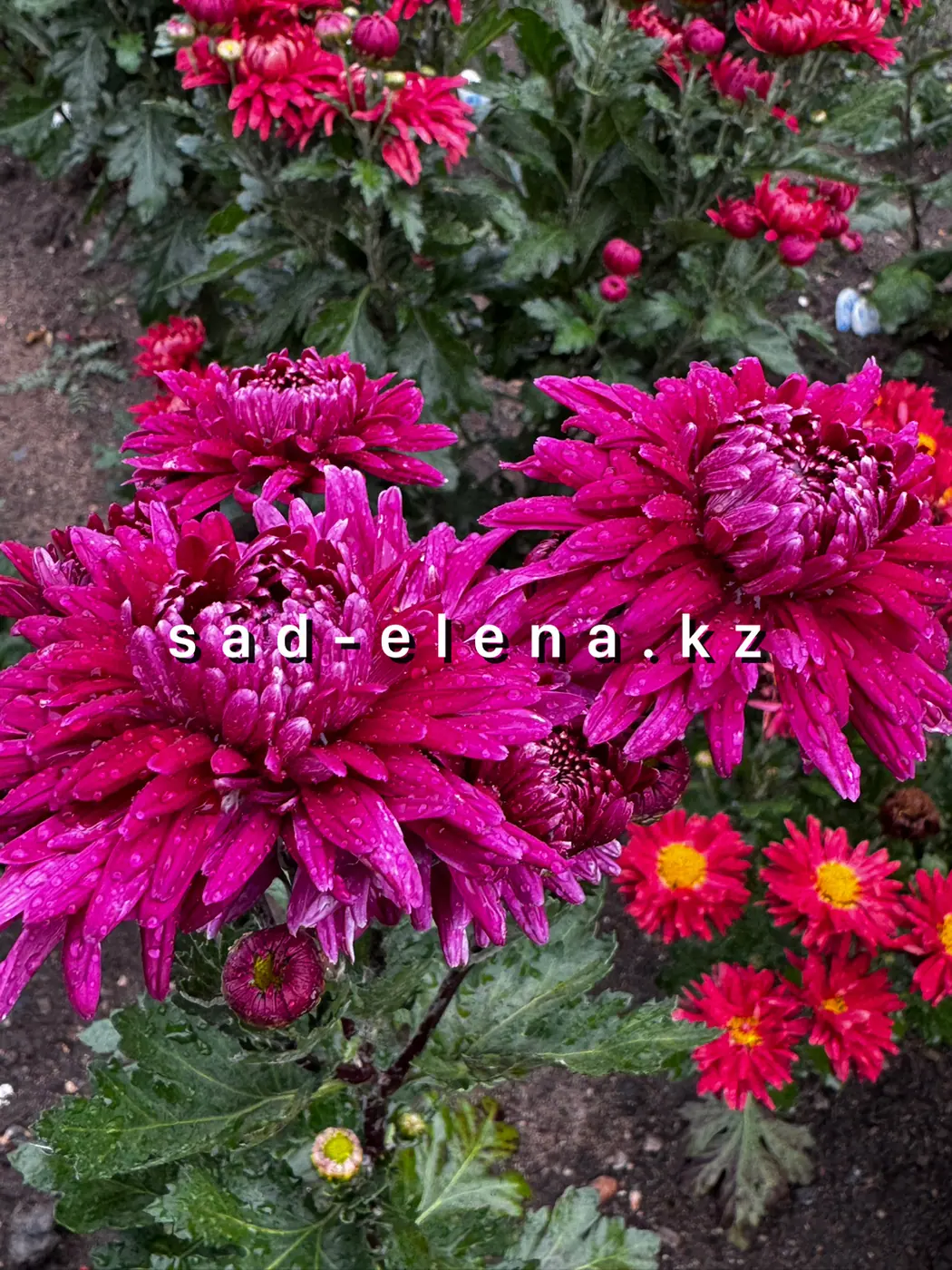 №246. Фаэтон (Белг 22-17)