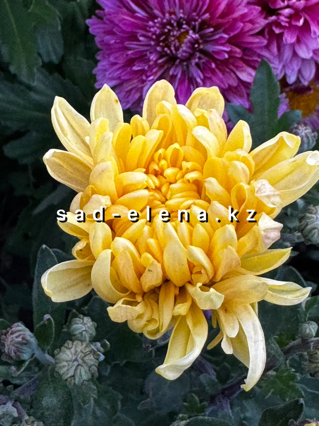 №248. Риббон