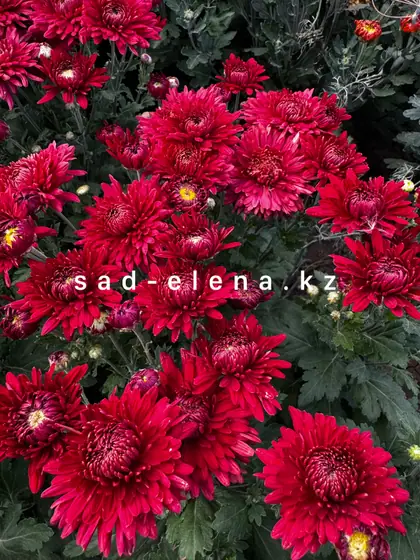 №19. Червона калына