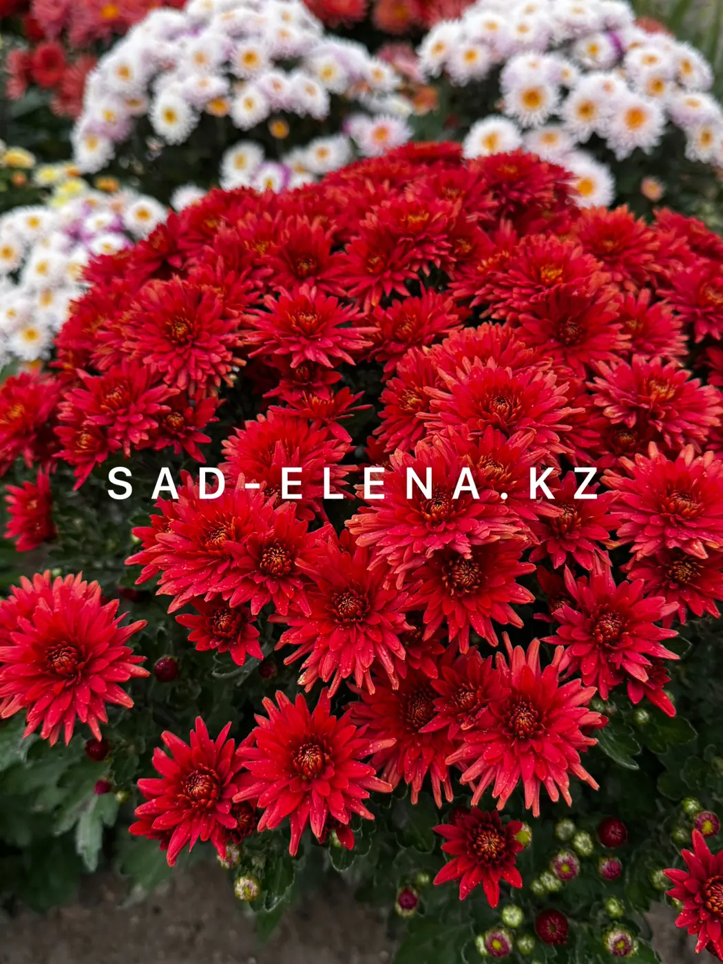 №250. Джаз