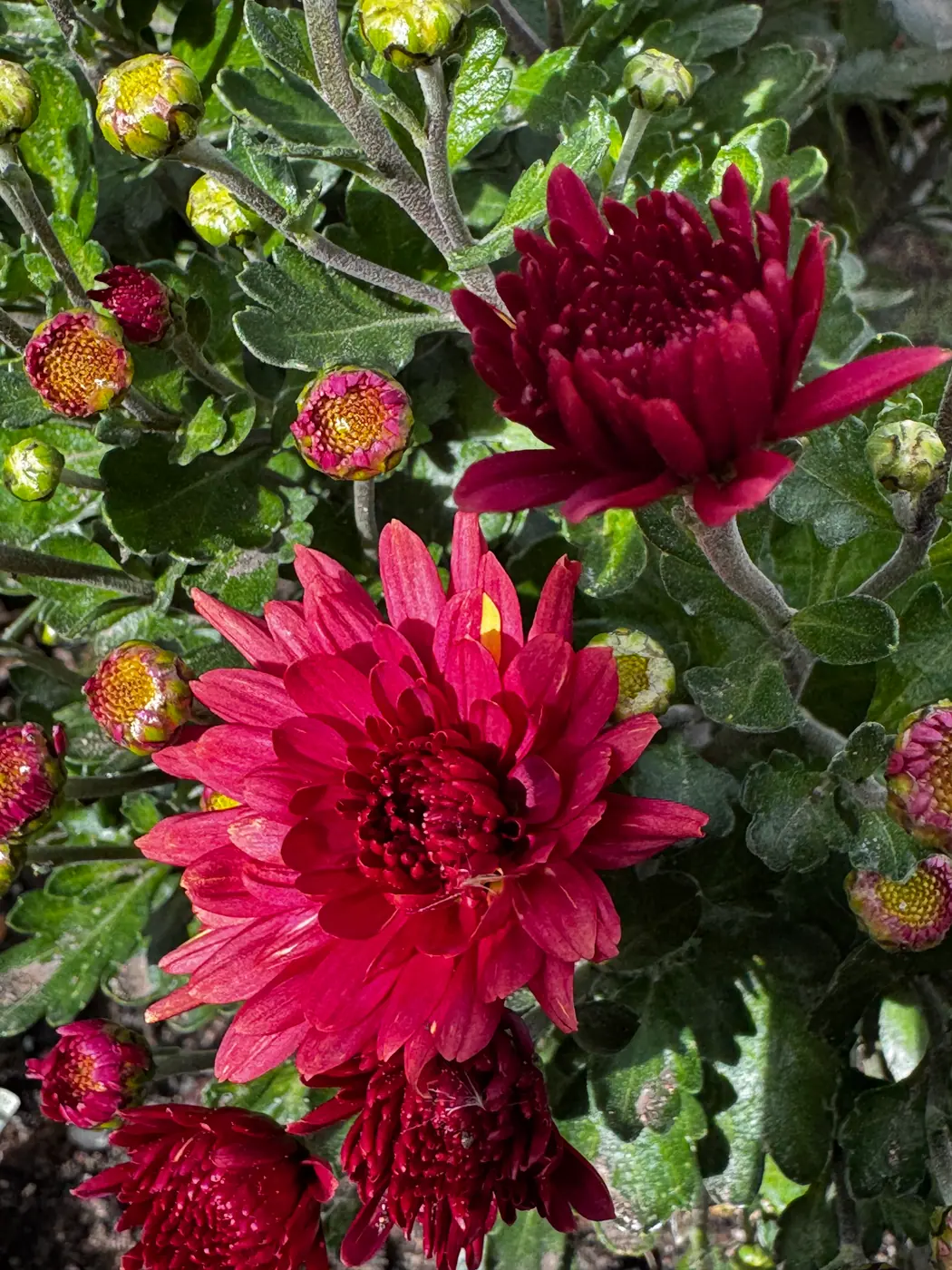 №0168. Fonti Red