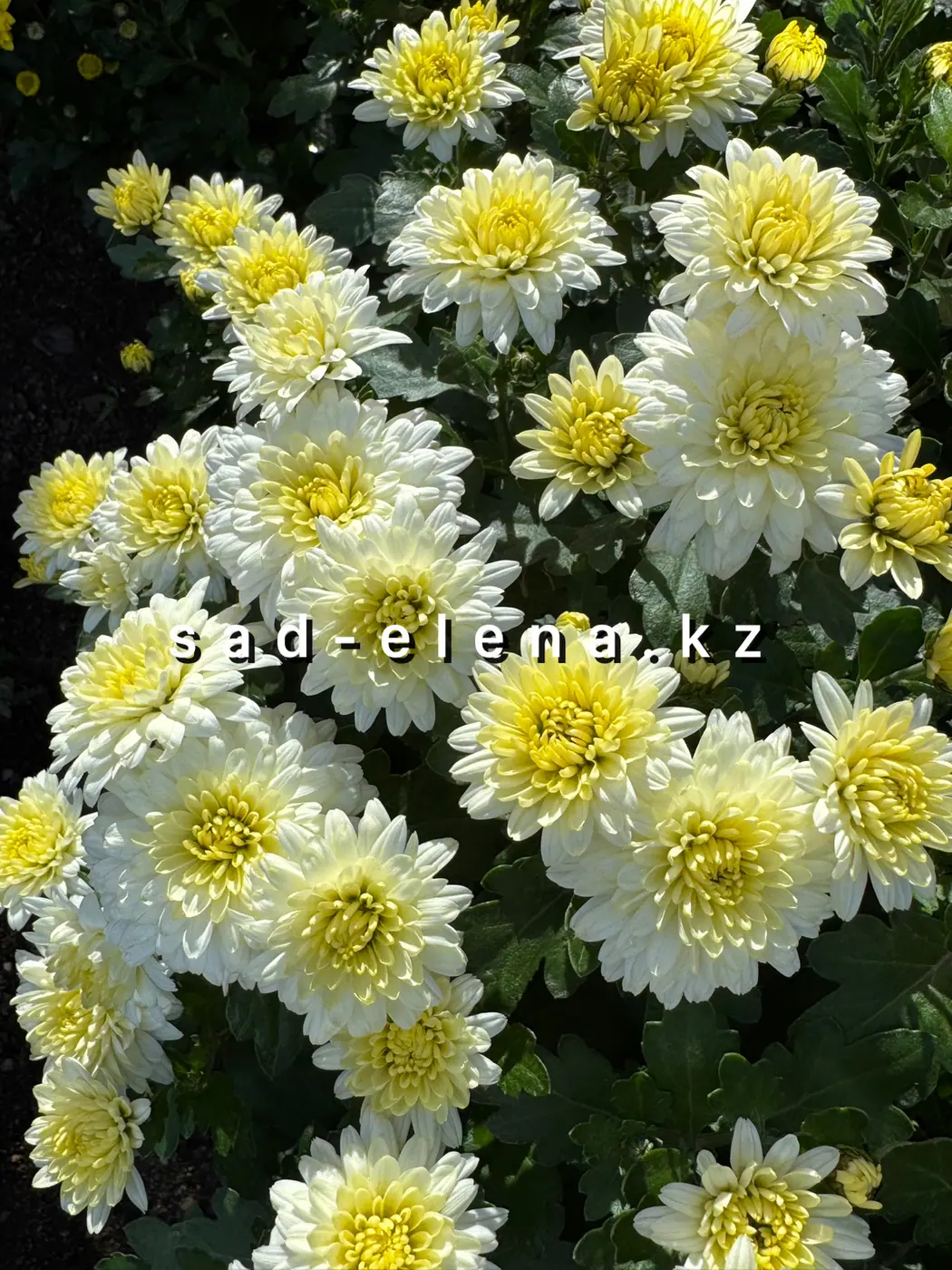 №0193. Branking White