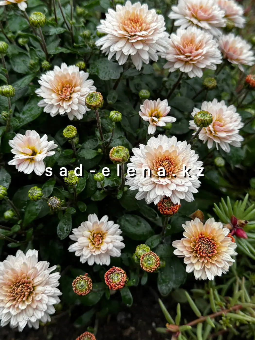 №0191. Branking Pink