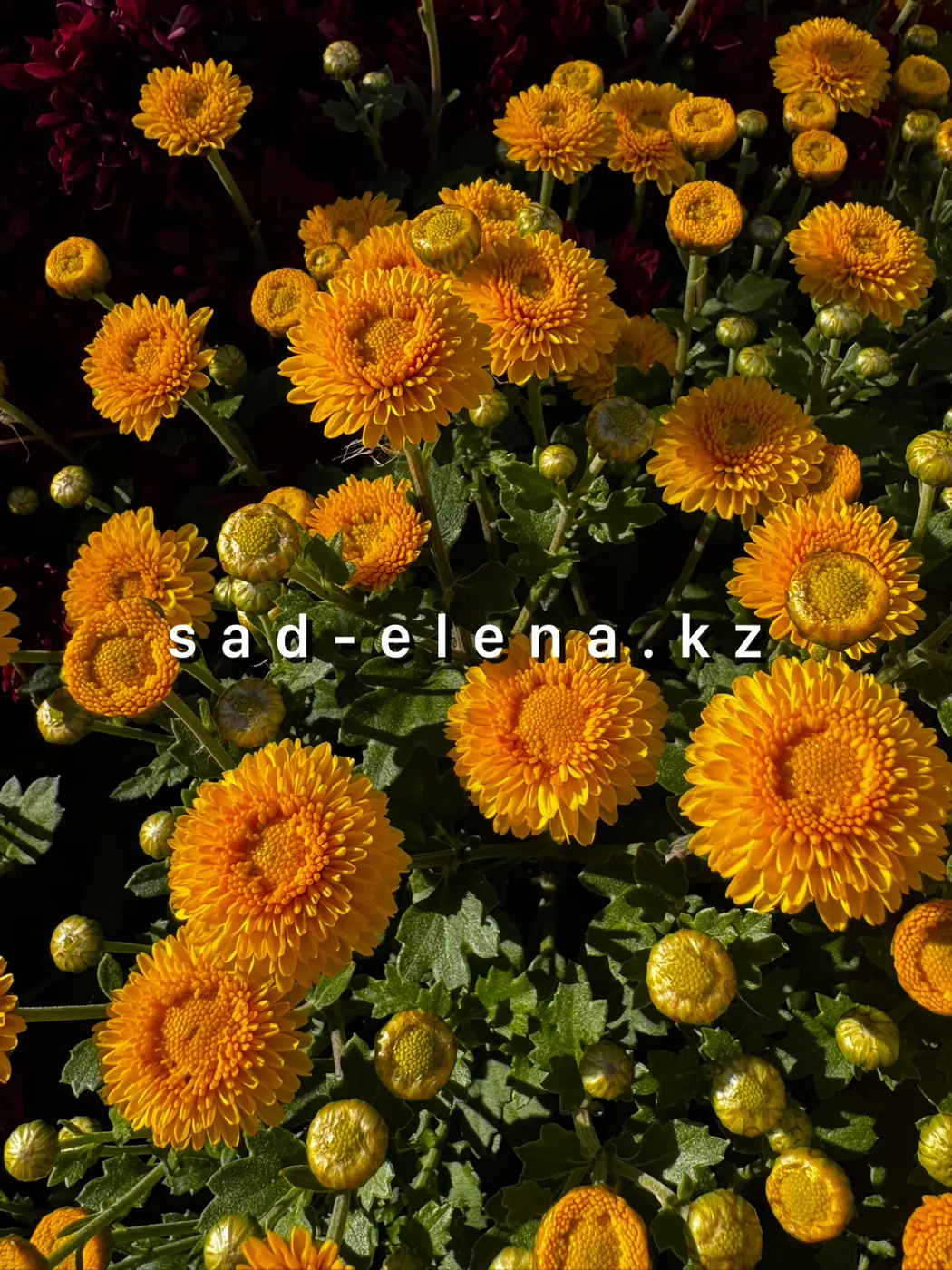 №0141. Brannobless Yellow