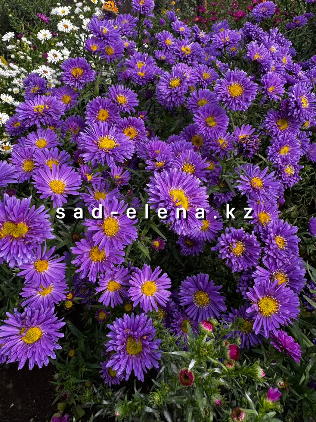 №19. Sea Marmara Blue