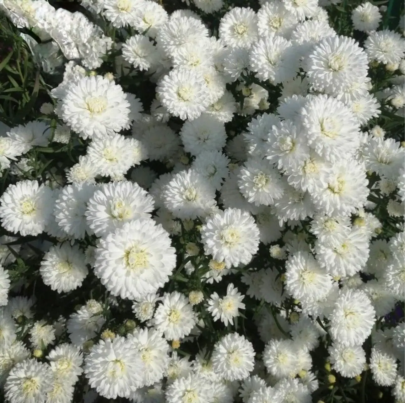 №25. Showmaker White