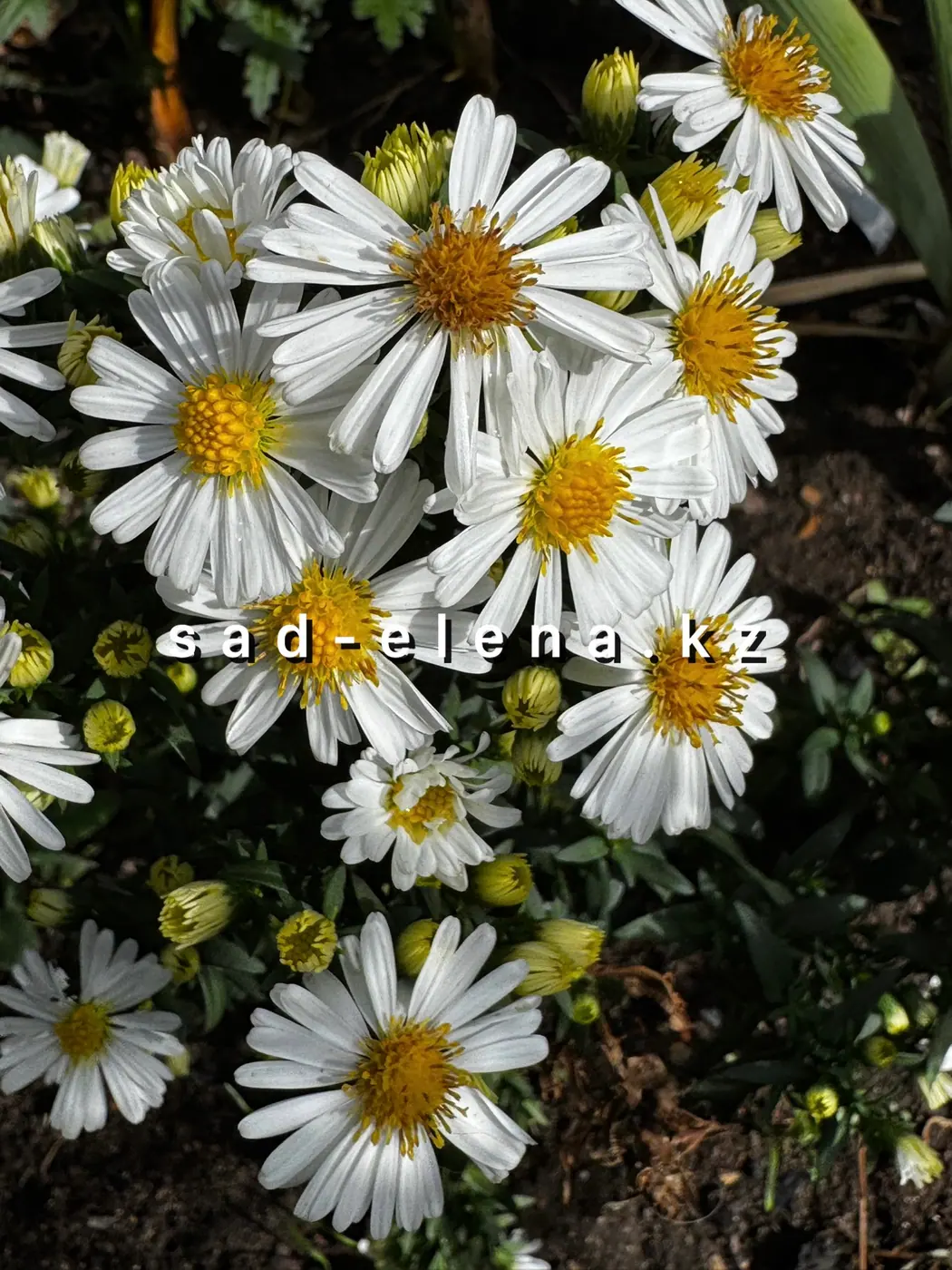 №36.