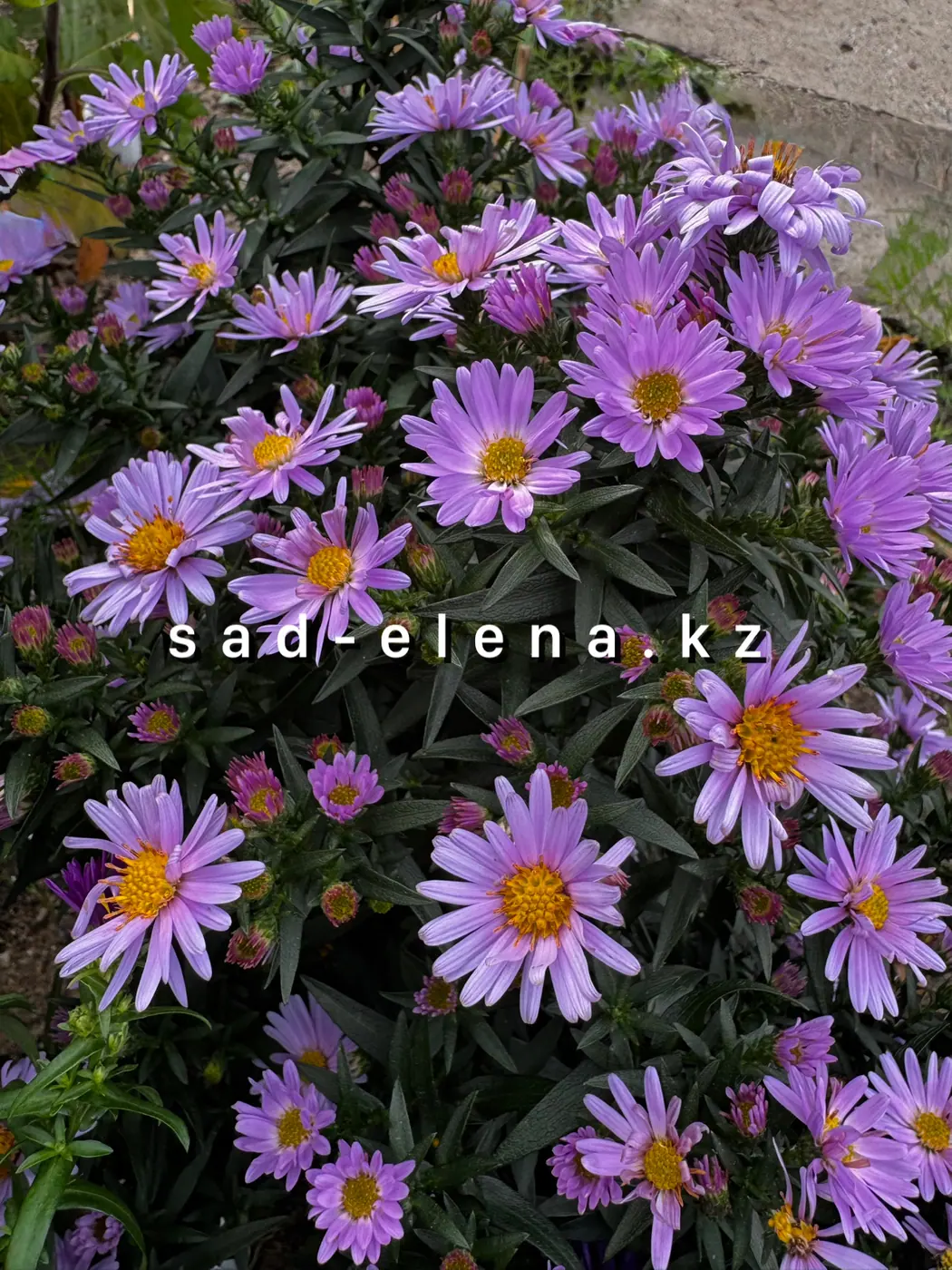 №37.