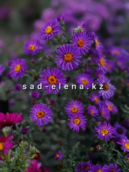 №14. Sea Aral Violet