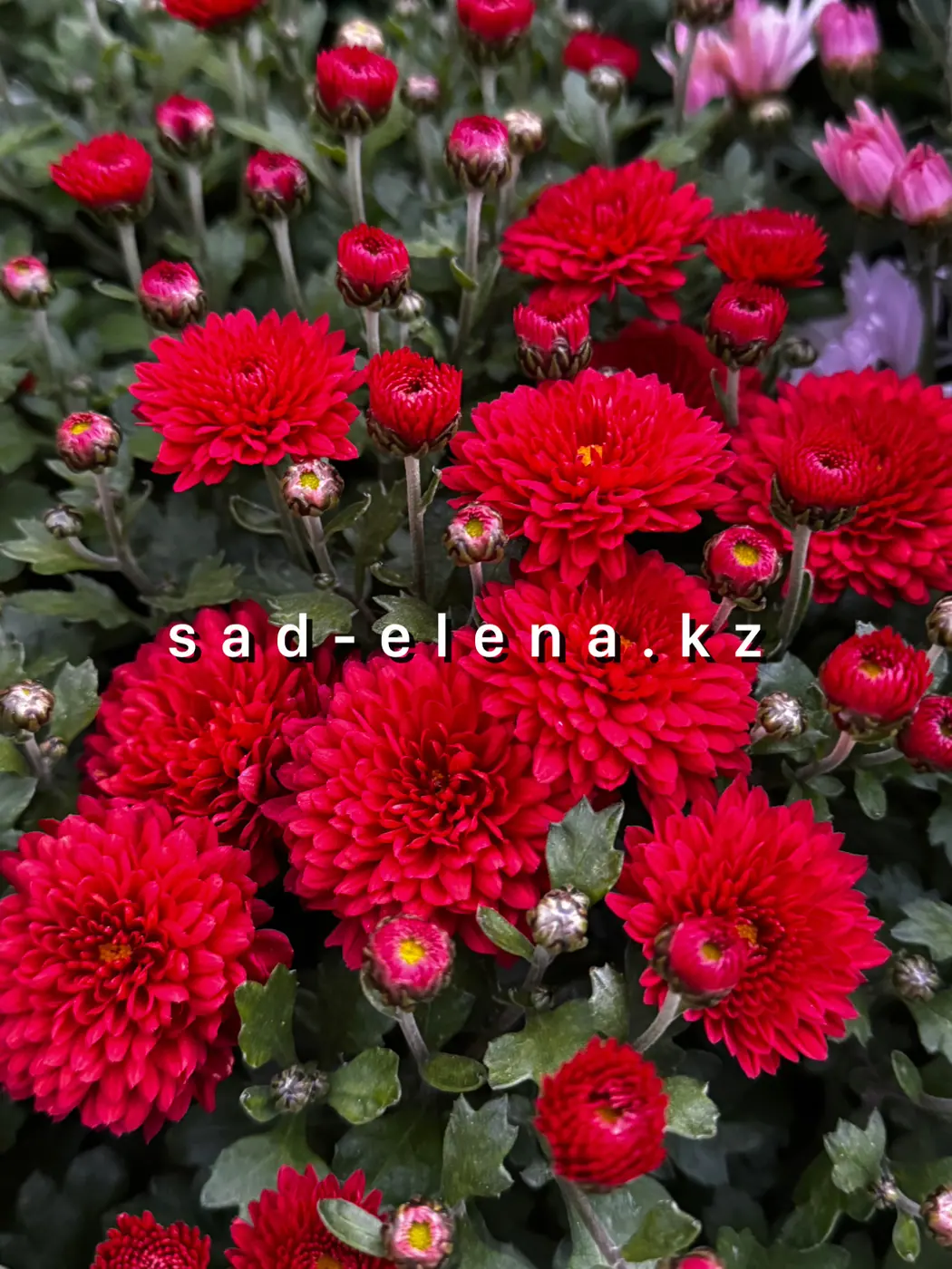 №0123. Precocita Rouge Velours