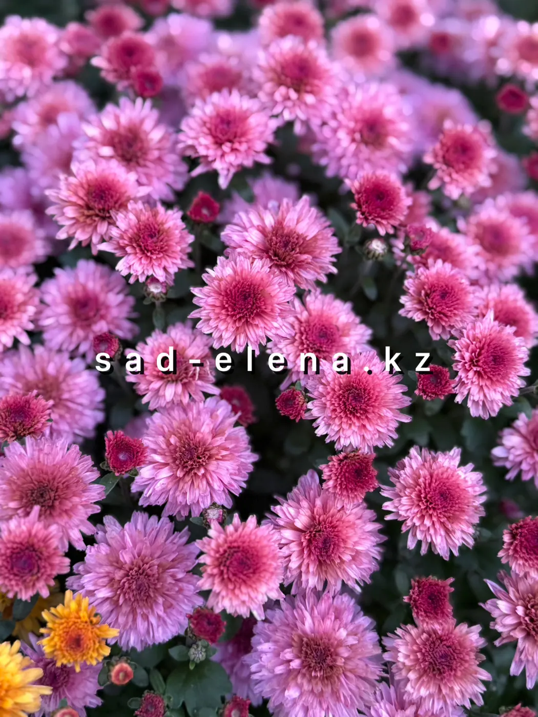 №035. Molfetta Pink