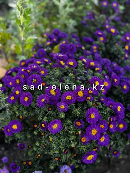 №12. Sea Bengale