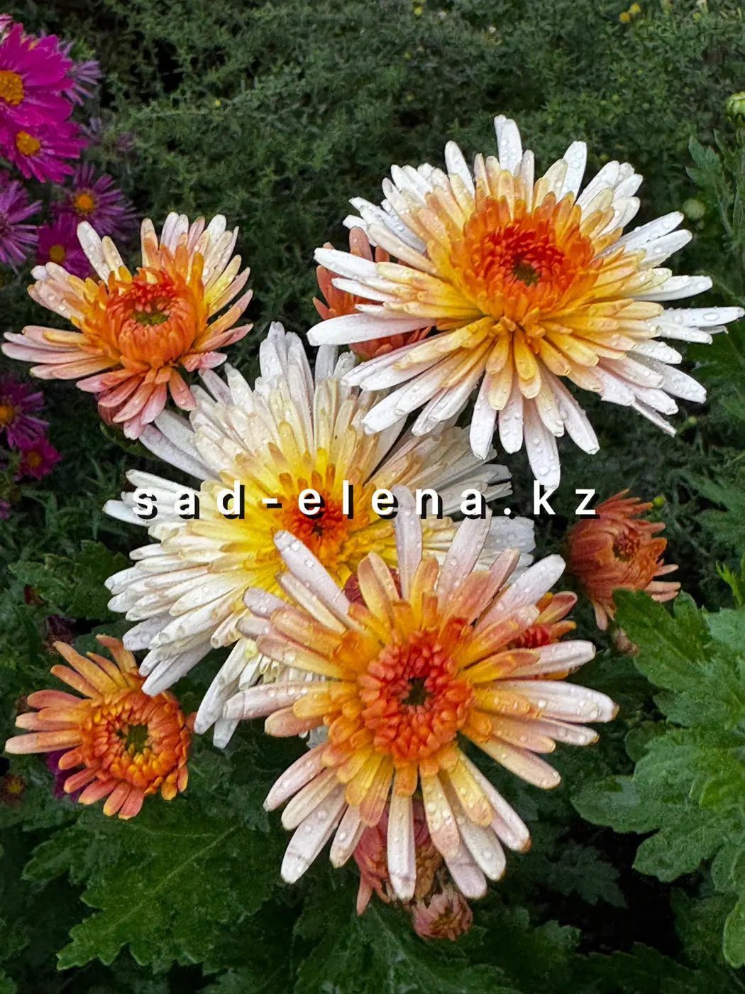 №33. Осенний вальс