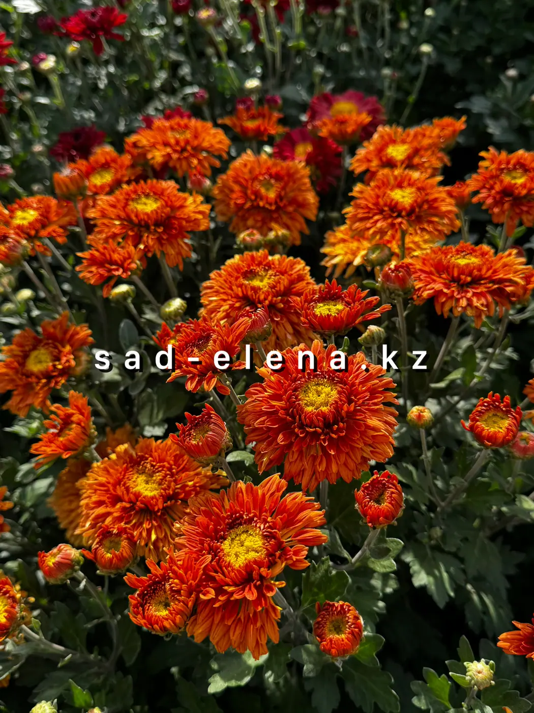 №188. Егорка (БЕЛГ 16-16)