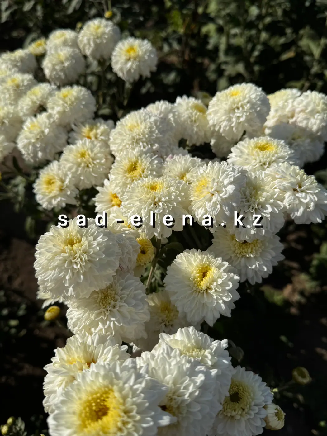 №70. Julia White