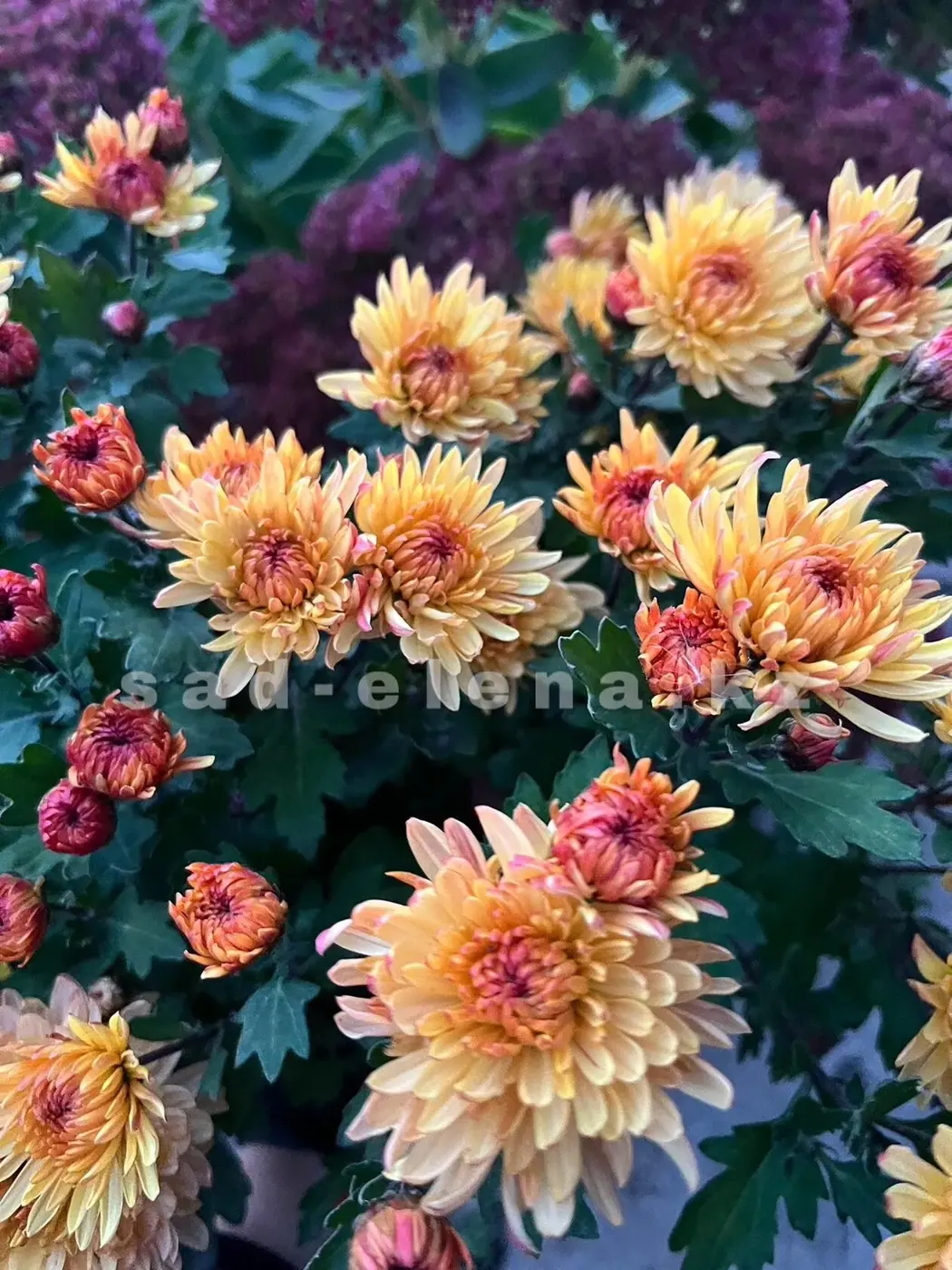 №148. Солнцецвет