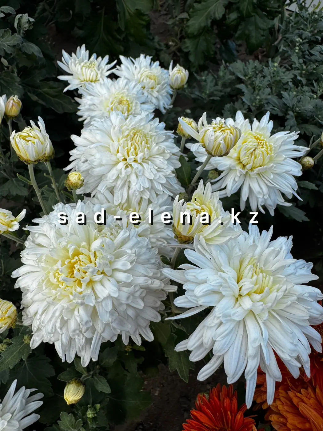 №36. Виденский бал