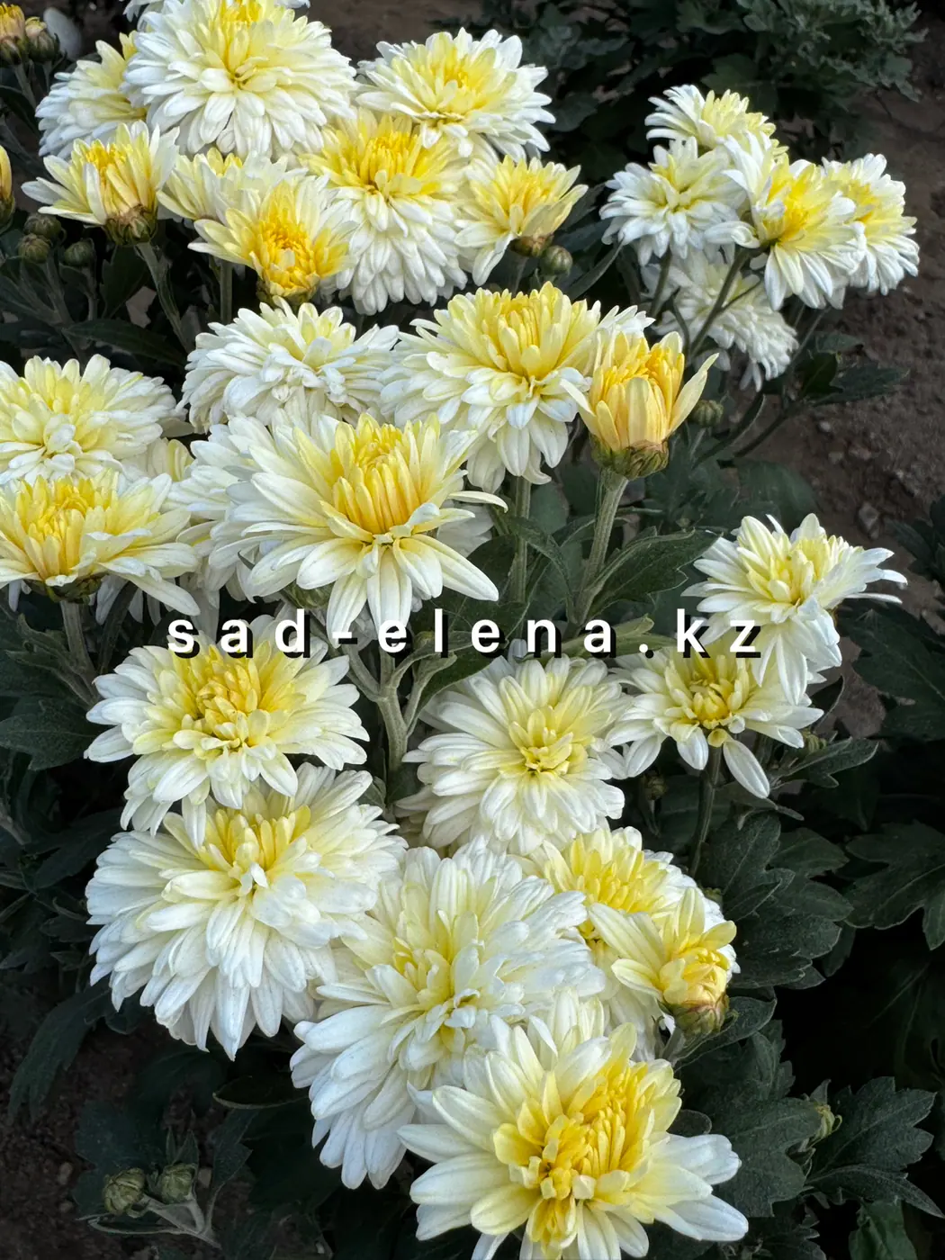 №158. Бело-Жовта