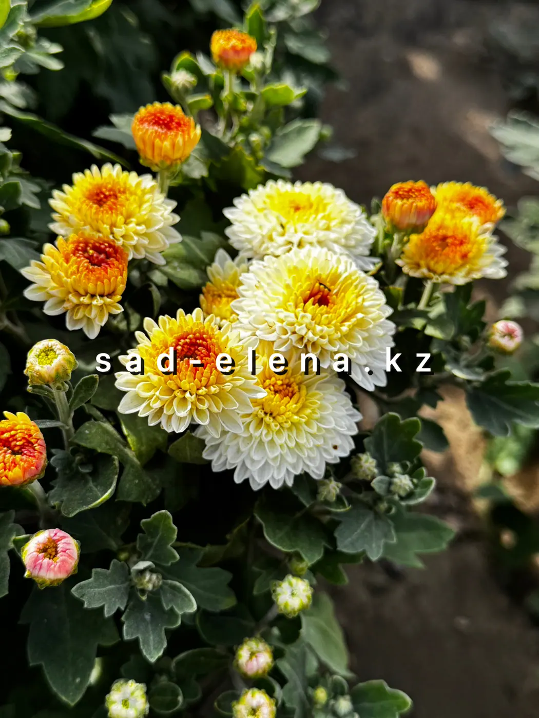 №164. Снегурочка