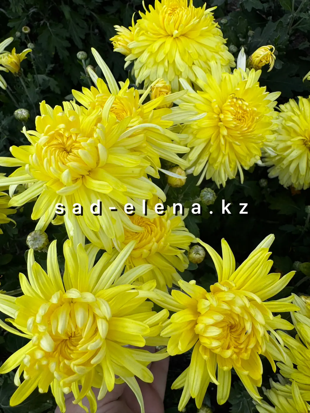 №26. Желтая Москва