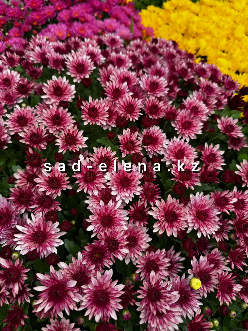 №067. Sunbeam Lively Pink Bicolor