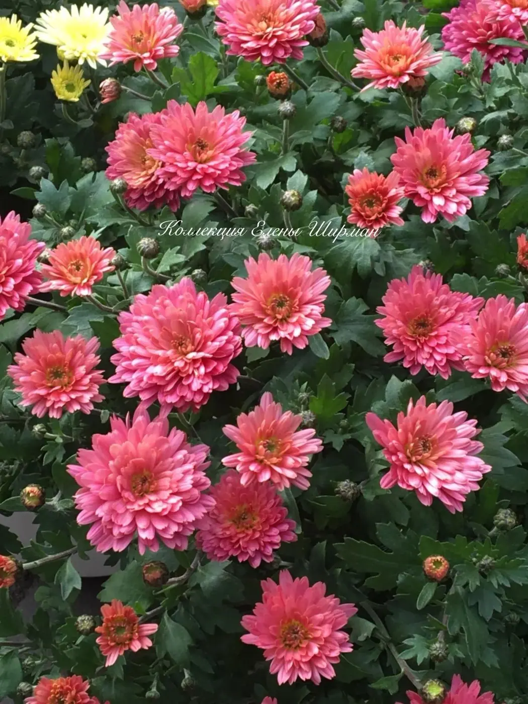 №042. Flamingo Rose