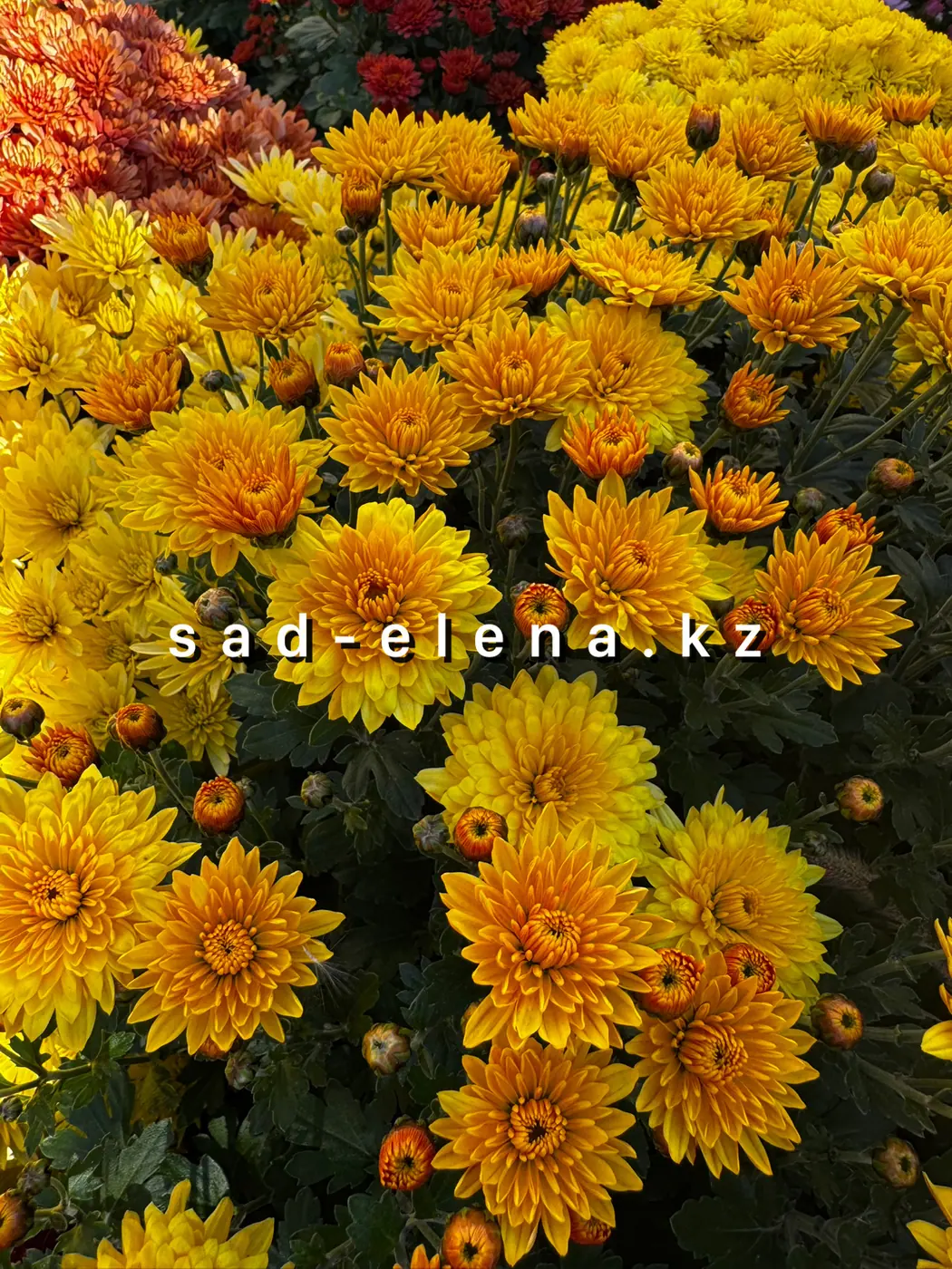 №084. Bransound Yellow