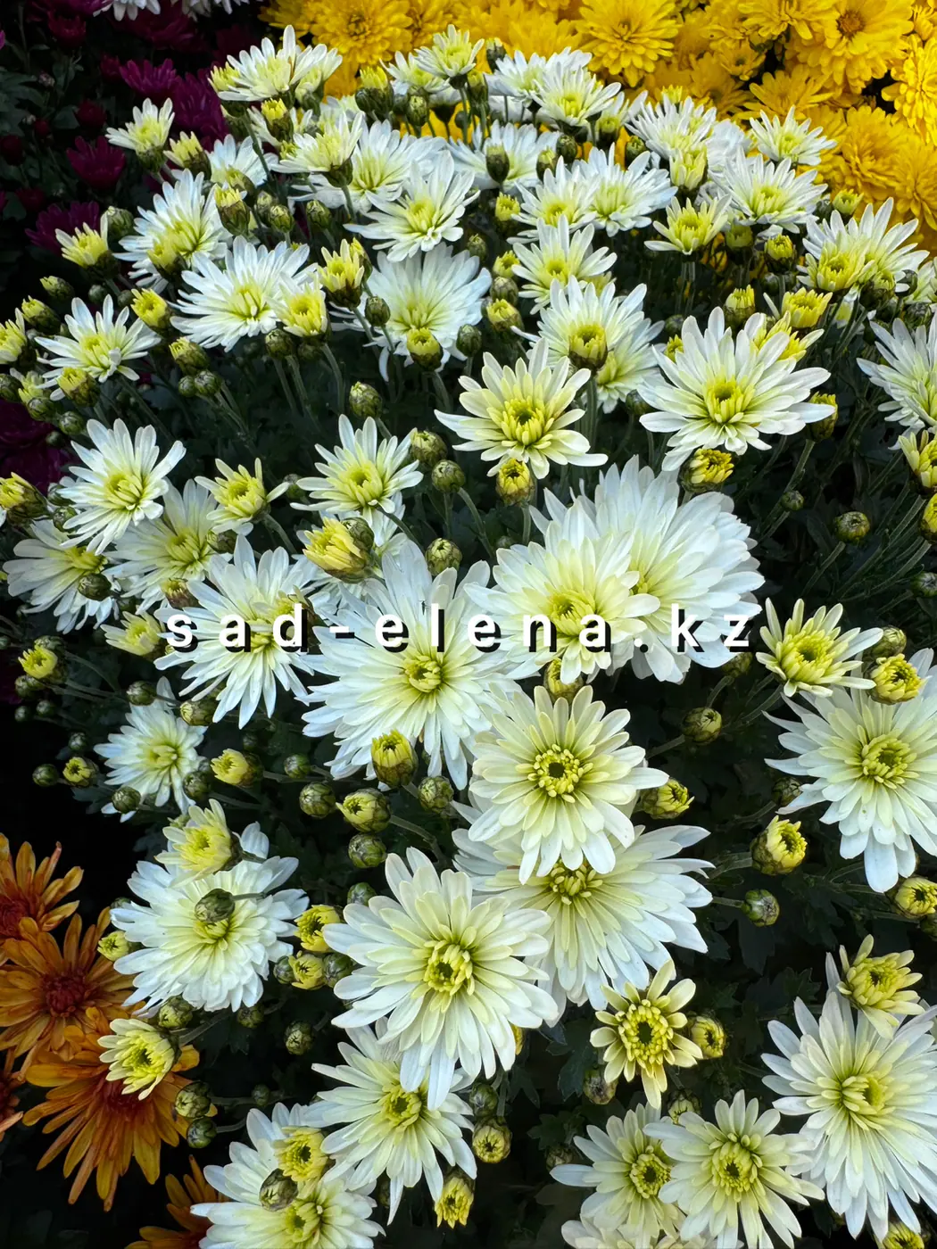 №0196. Branspring