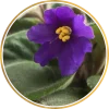 cropped-logo.webp